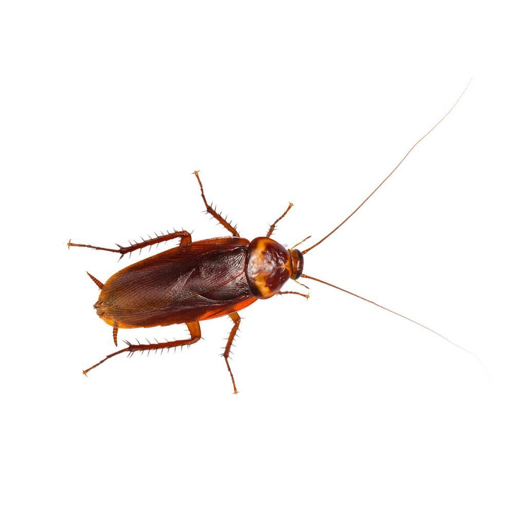 american-cockroach