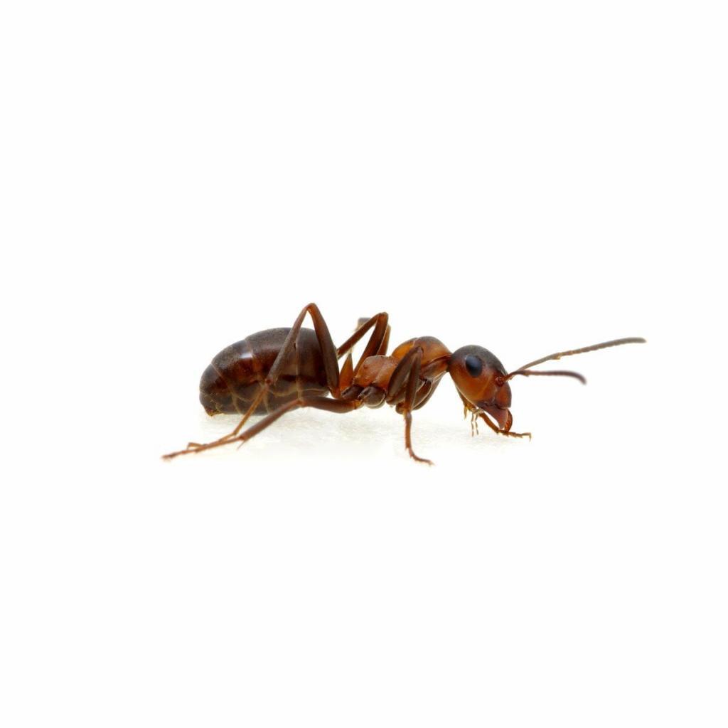 ant-exterminator