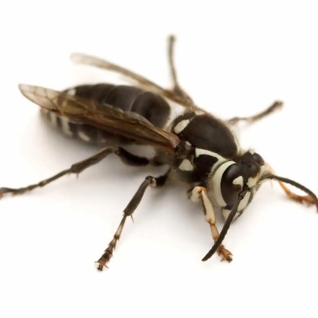 Bald Faced Hornet