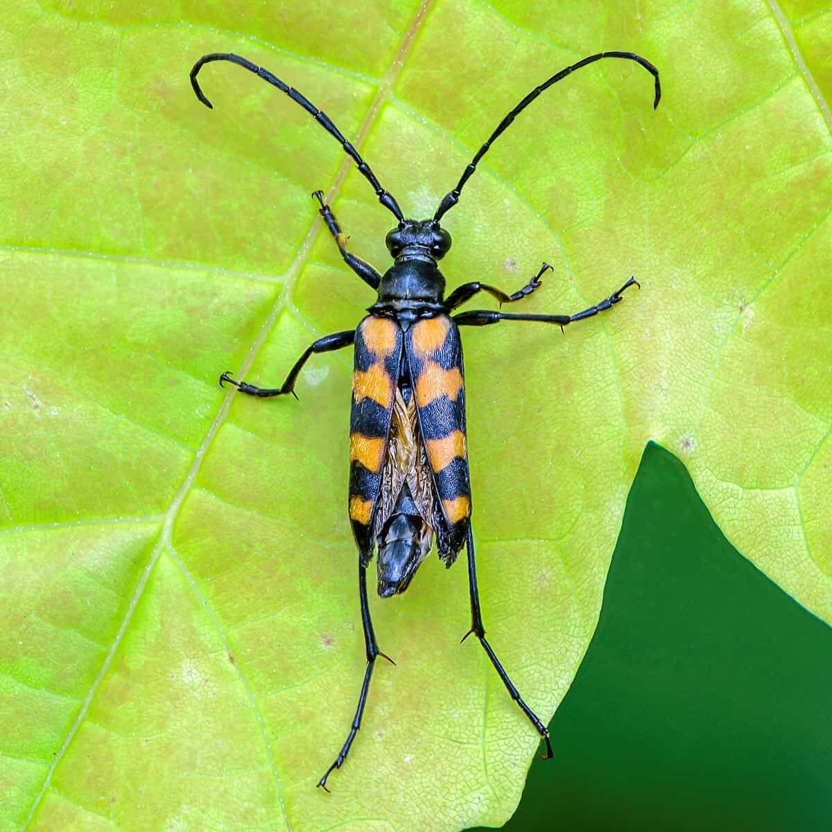 banded-longhorn-beetle