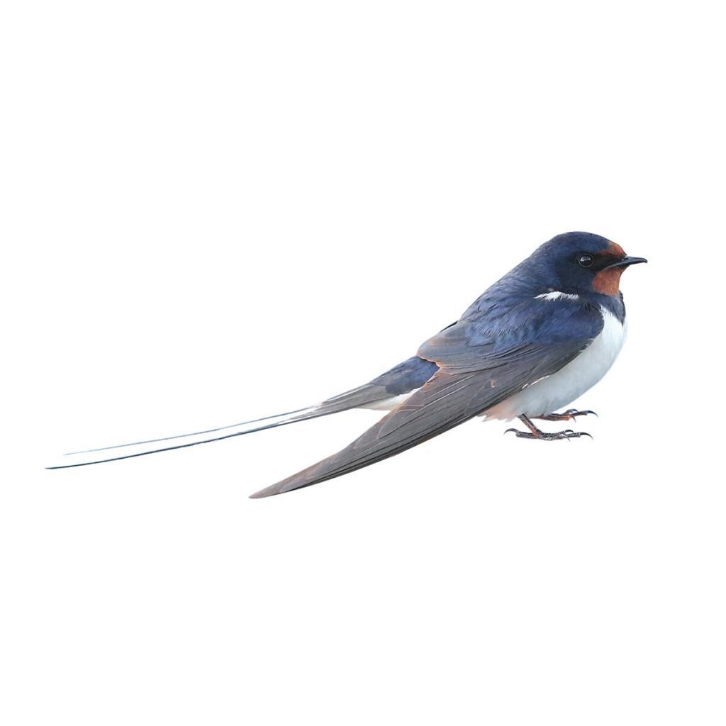 barn-swallows-in-attic