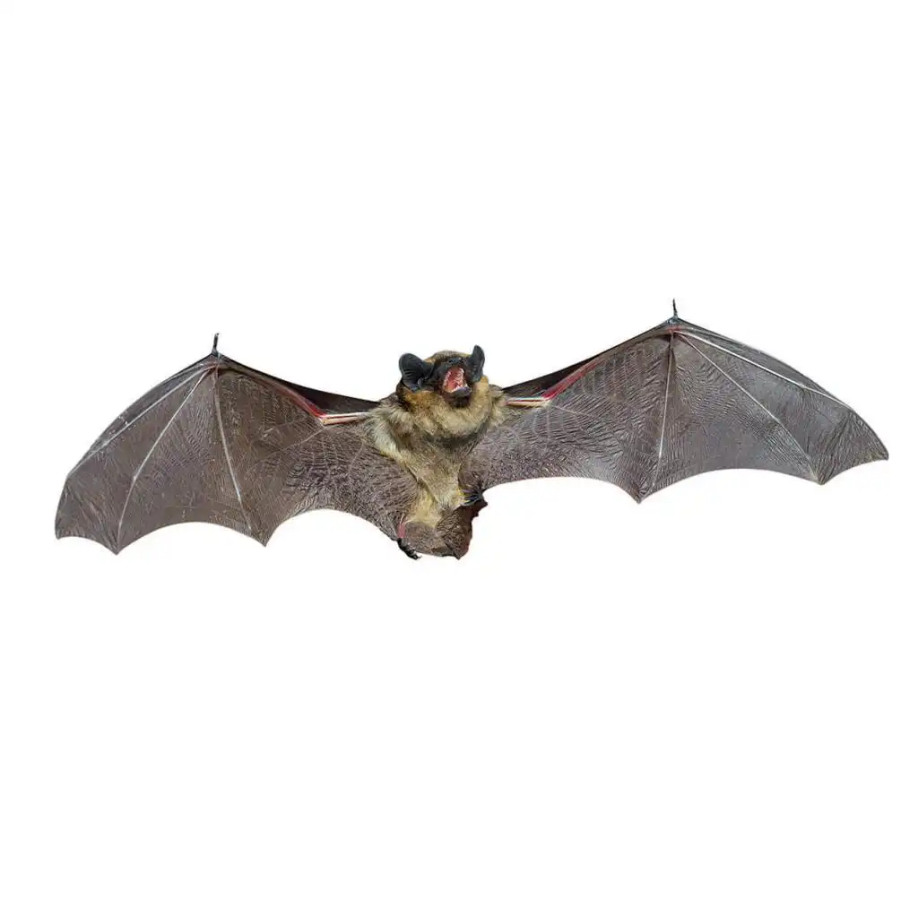 bat-removal