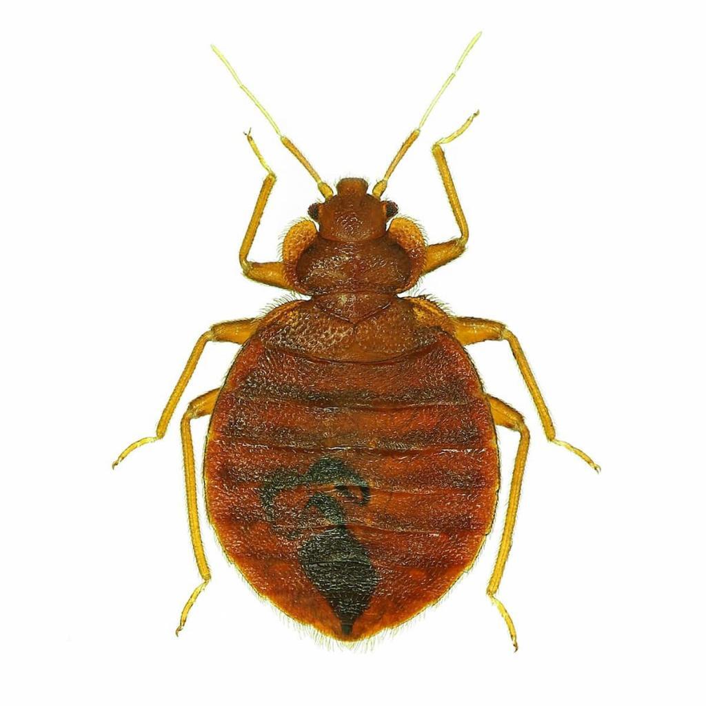 bed-bugs-exterminator