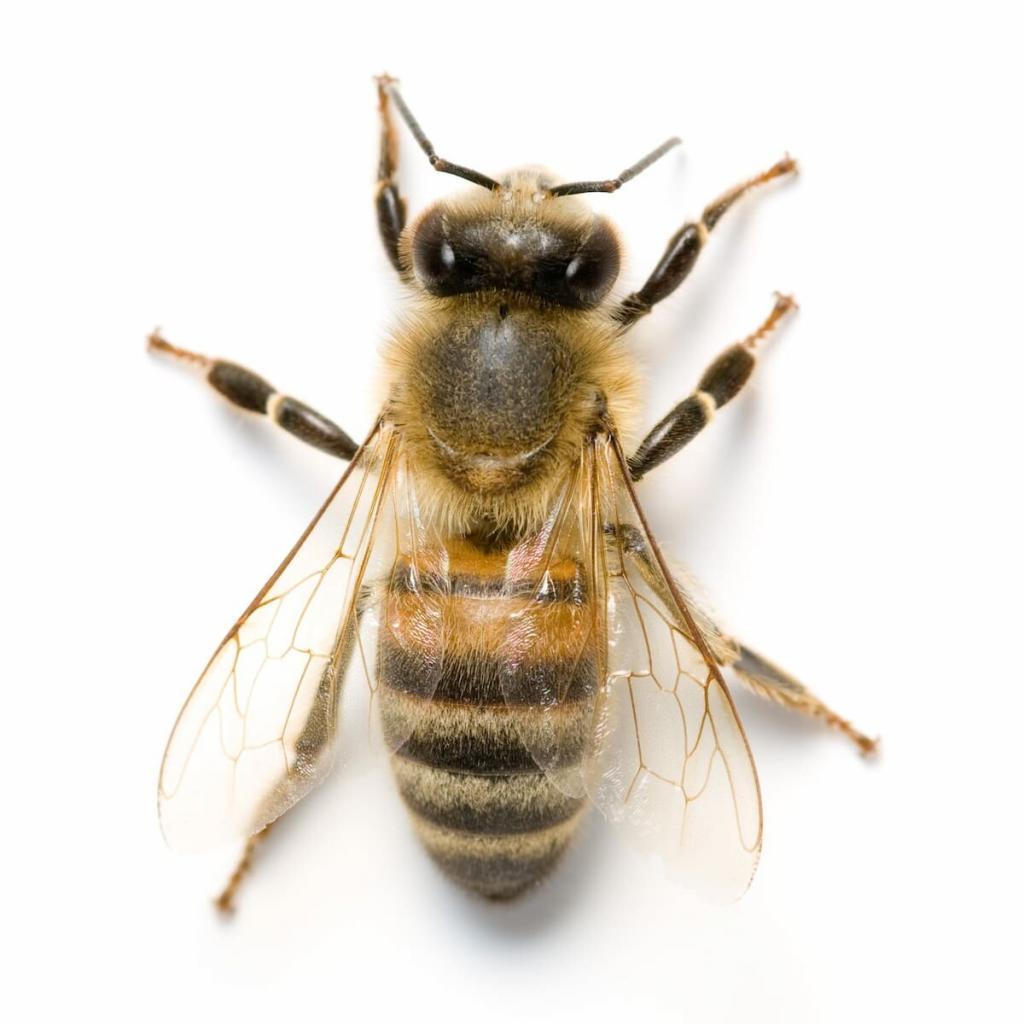 bee-exterminator