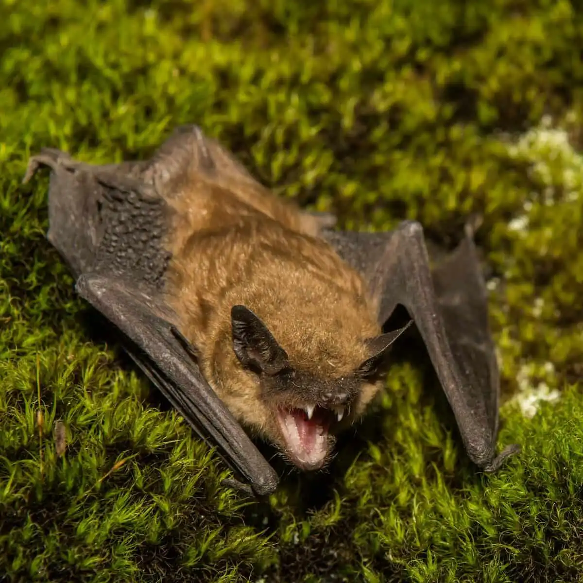 big-brown-bat