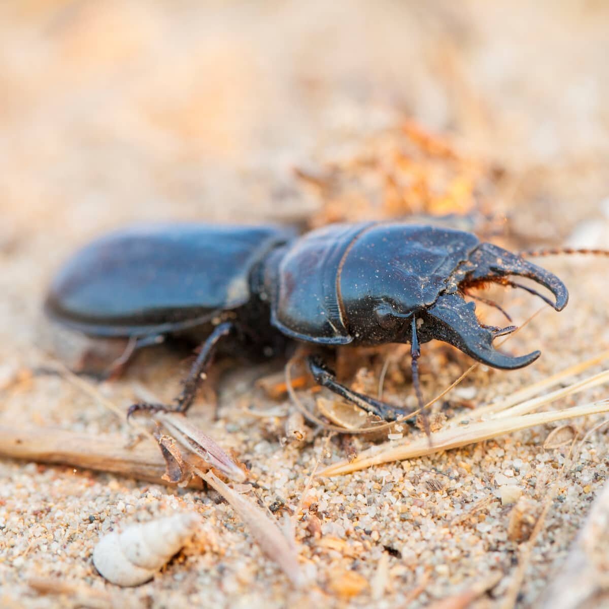 big-headed-ground-beetle