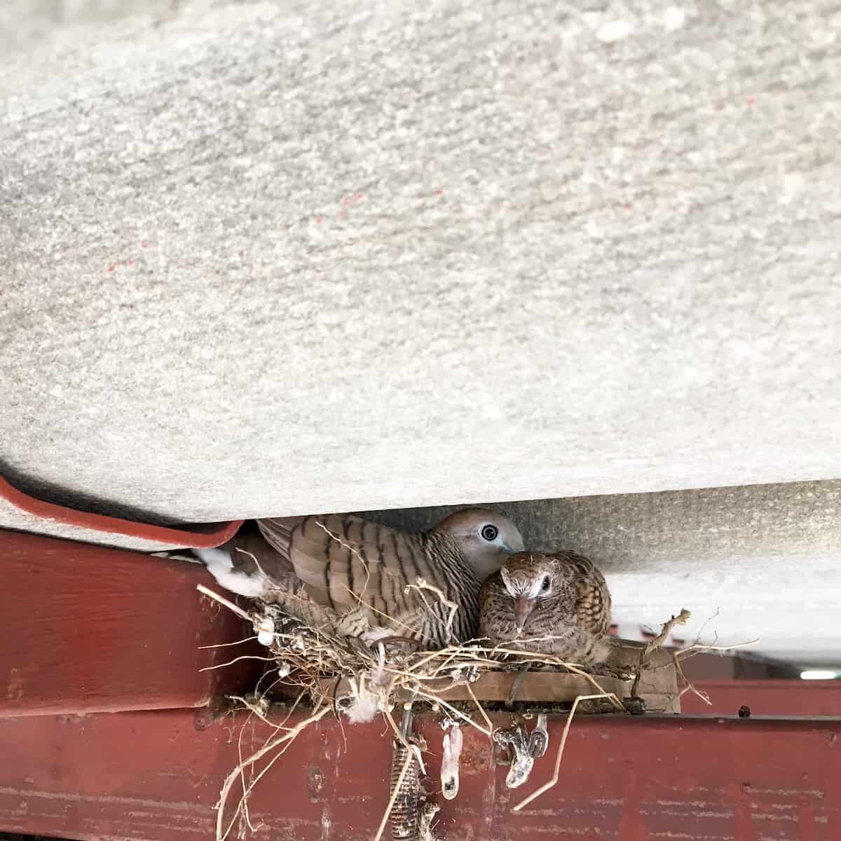 birds-in-attic