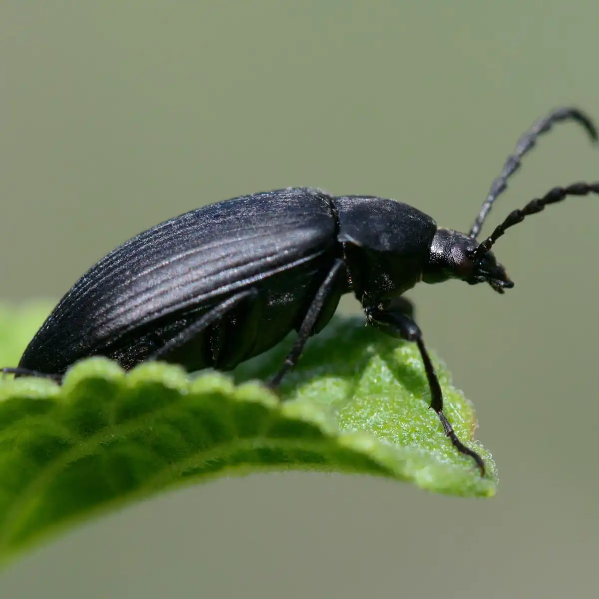 black-caterpillar-hunter