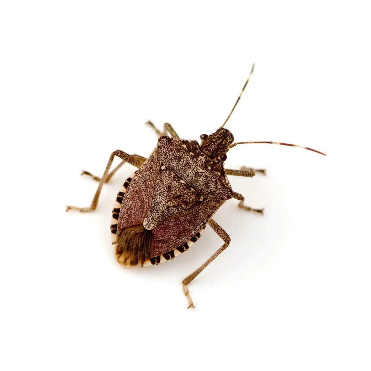 brown-marmorated-stink-bug