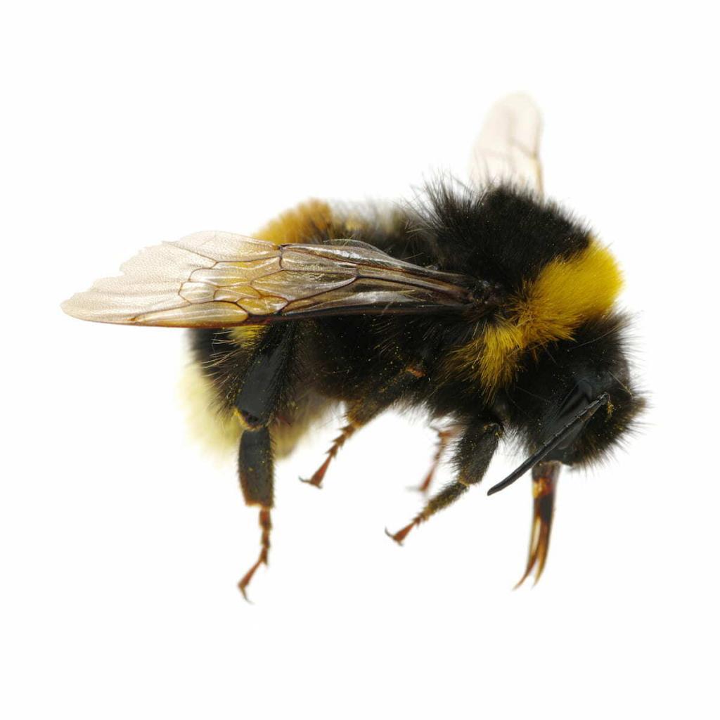 bumble-bee-removal