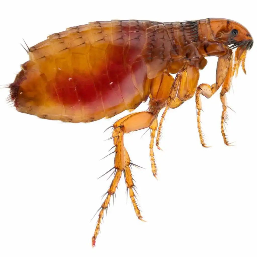 cat-flea-exterminator