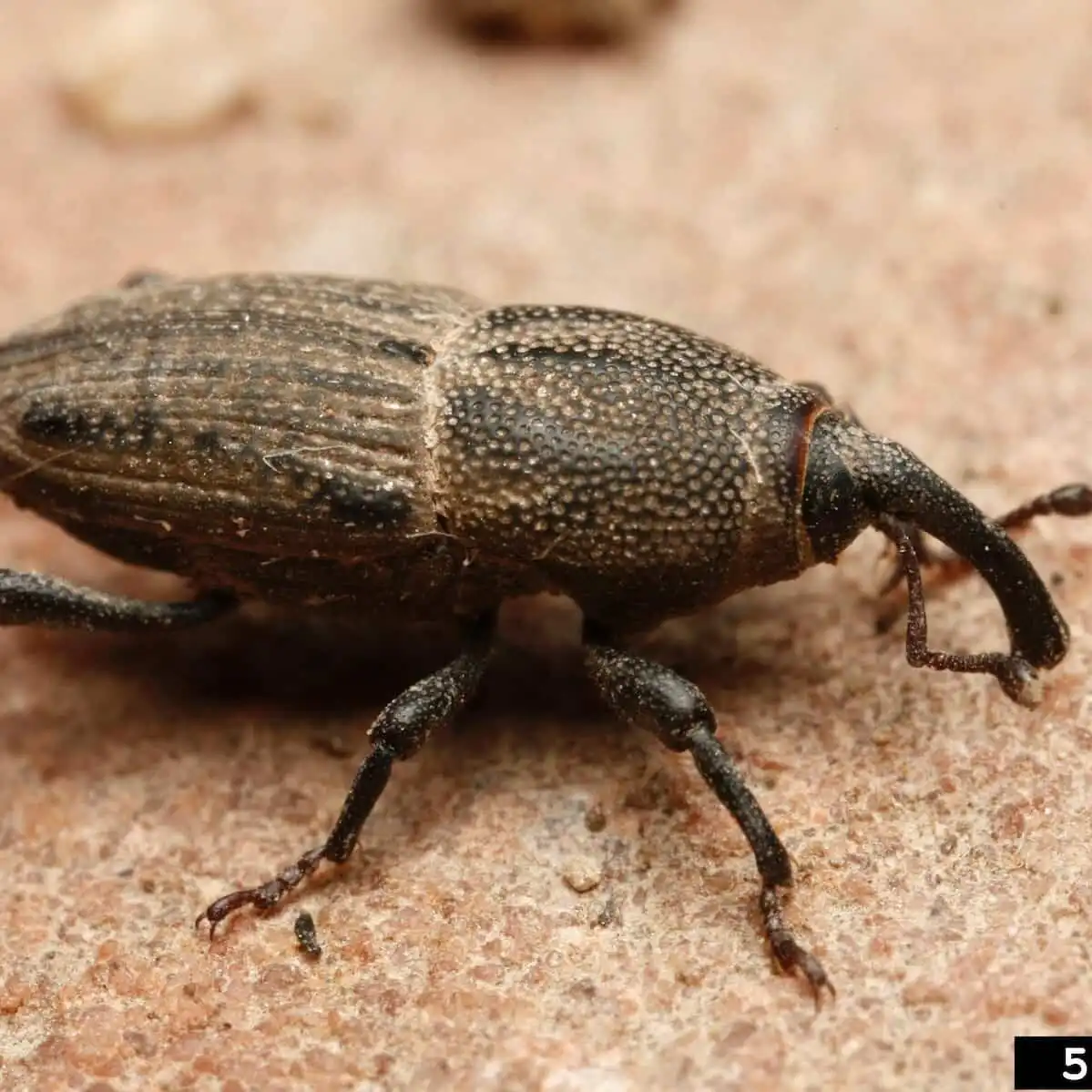 Clay Colored Billy Bug