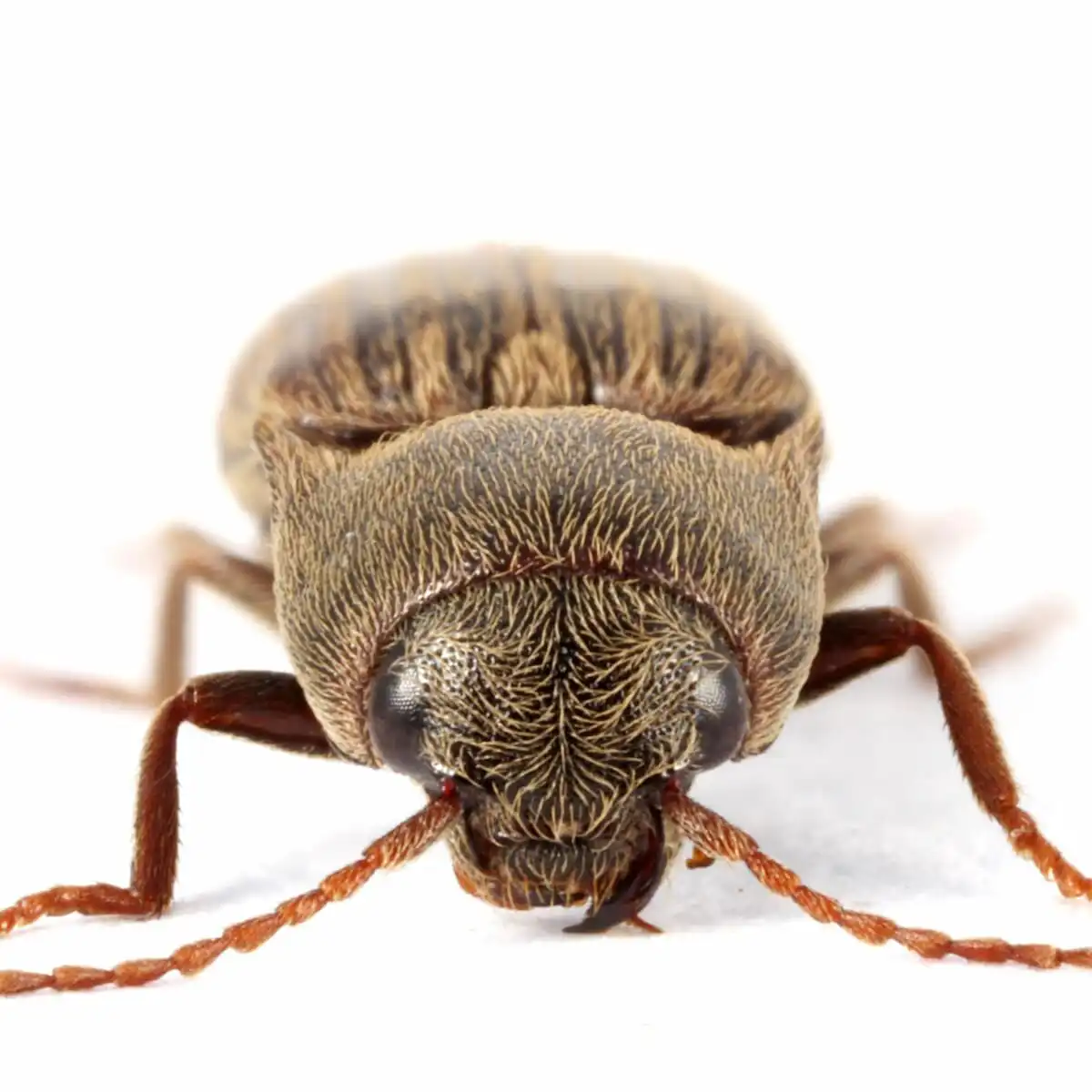 click-beetle