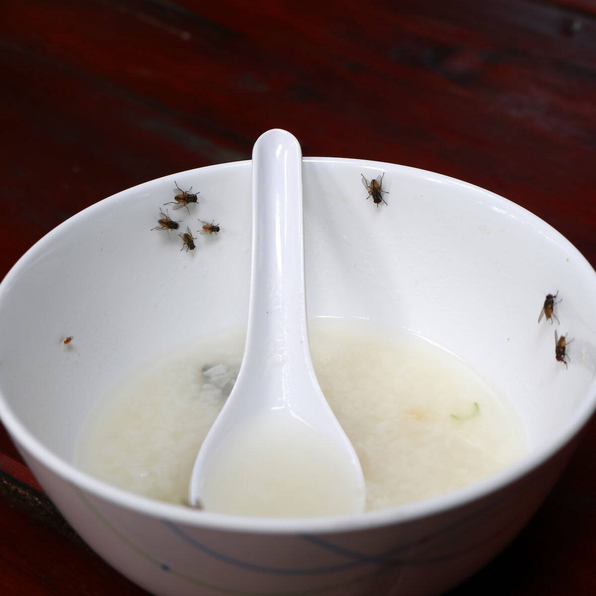 Commercial Fly Control St. Louis & Flies in Restaurant St. Louis City