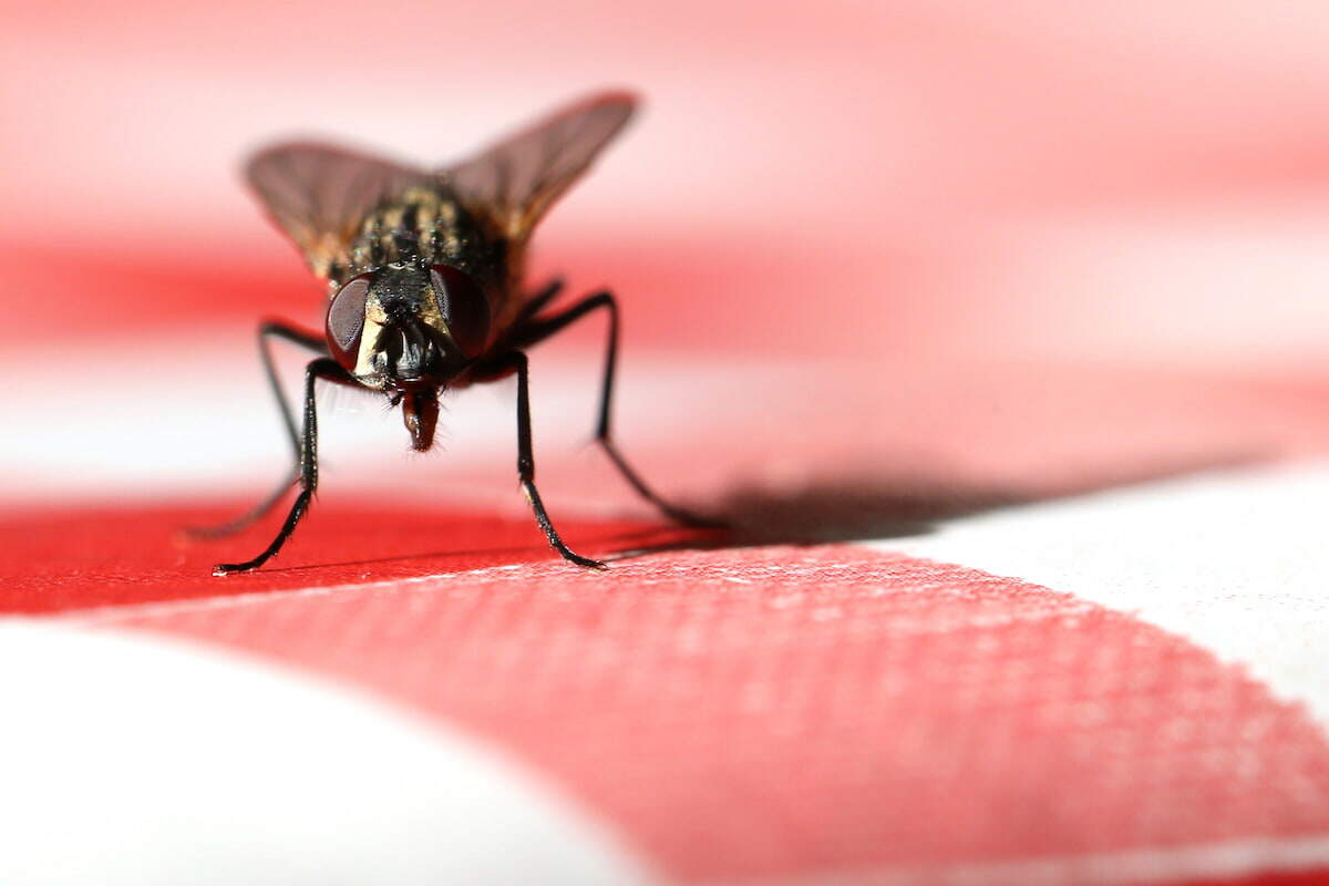 commercial-pest-control-flies