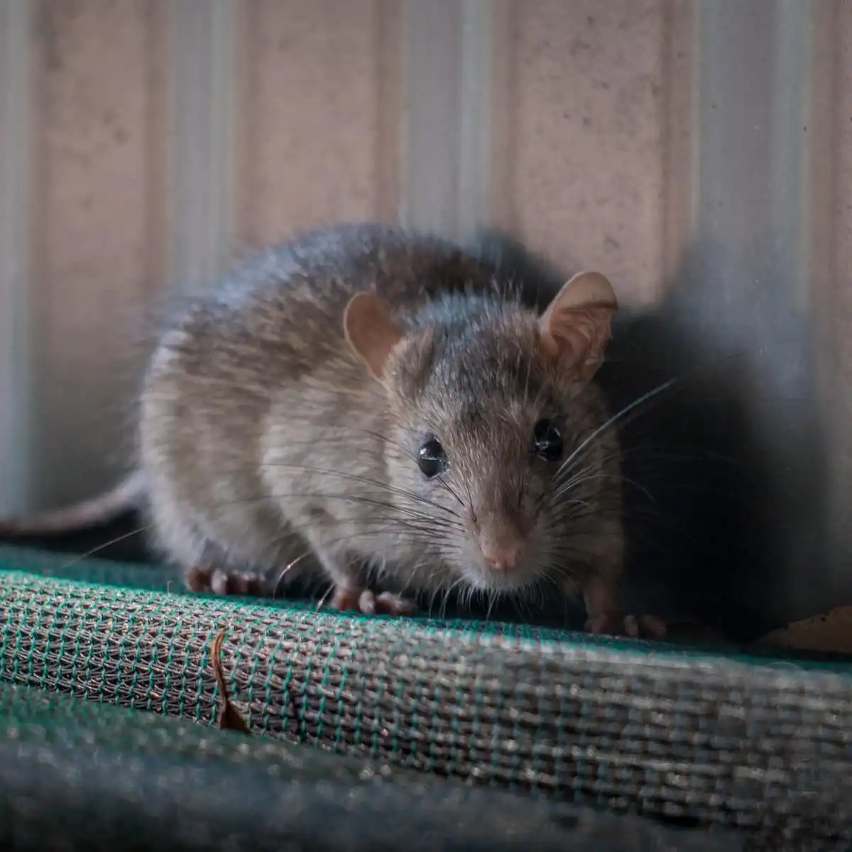commercial rodent control