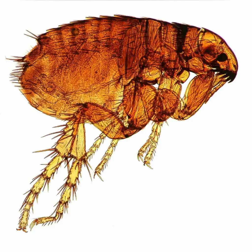 dog-flea-exterminator