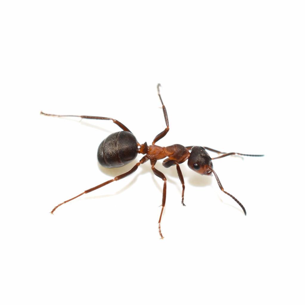 field-ants