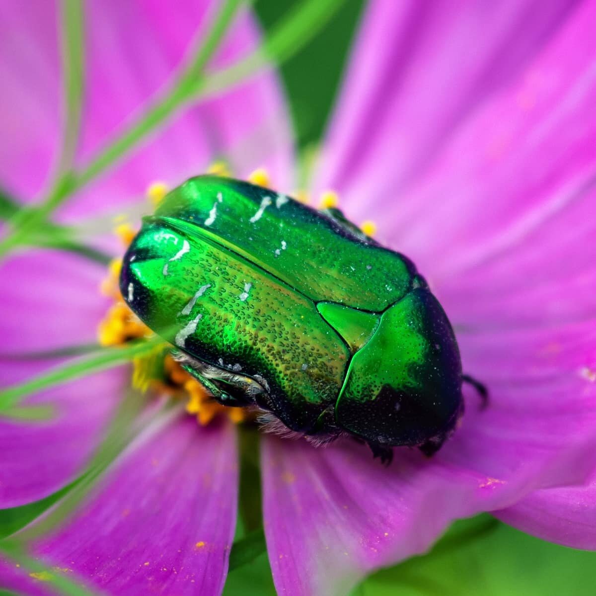 green-june-beetle