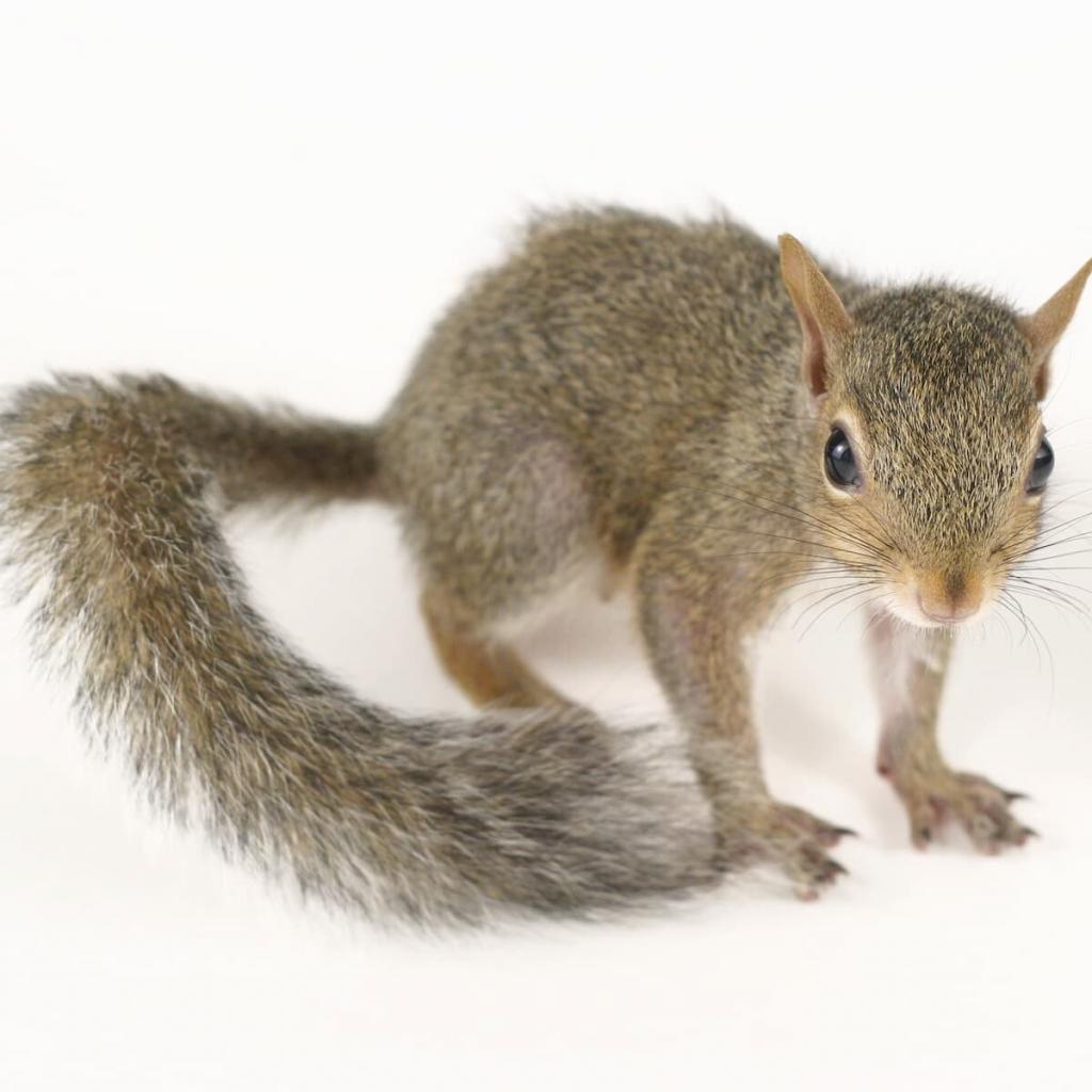 https://titanpestandwildlife.com/wp-content/uploads/2021/10/grey-squirrels-1024x1024.jpg