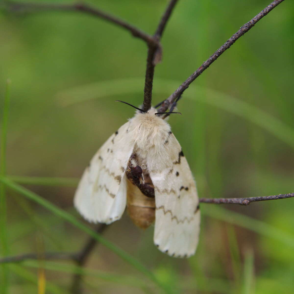 Moth Control: Moth Exterminator & Treatment