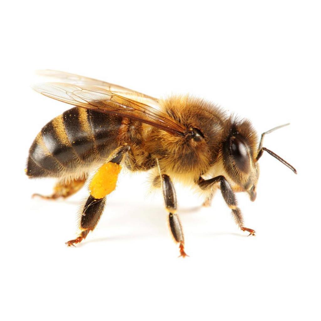 honey-bee-removal
