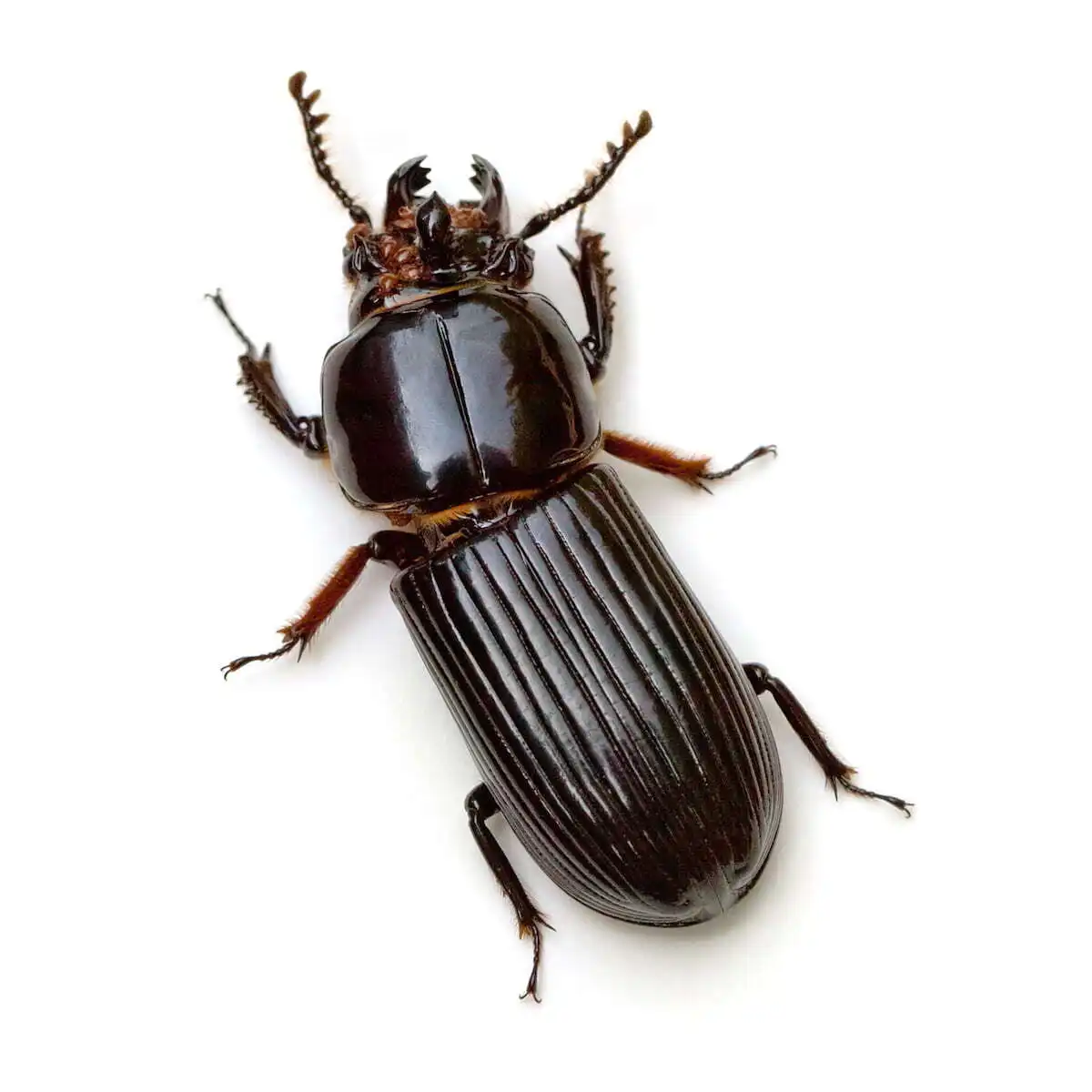 horned-passalus-beetle