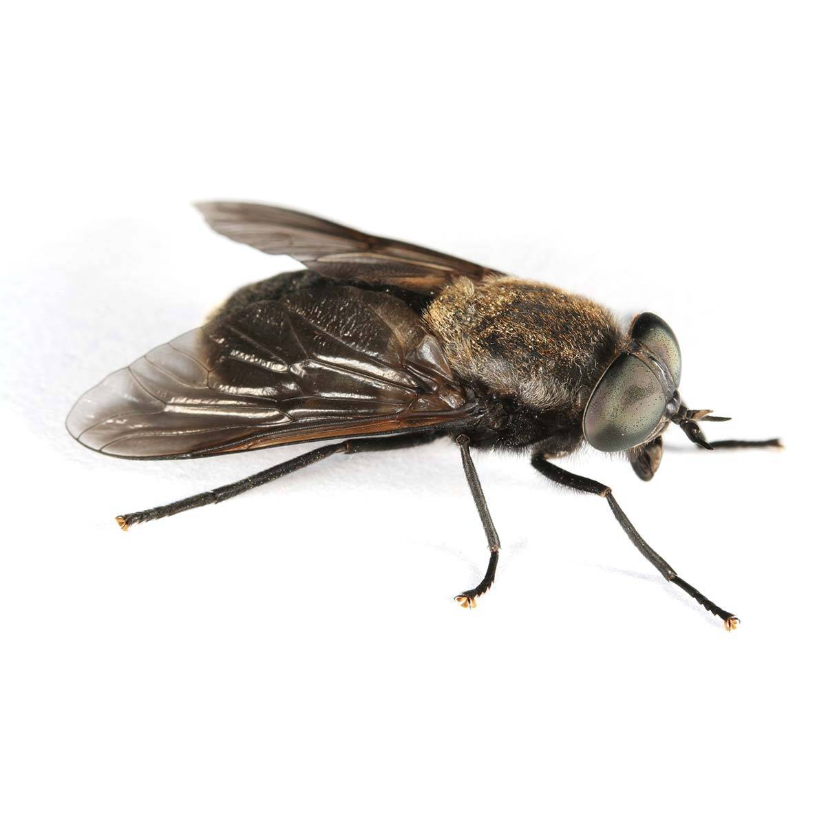 horse-fly-control