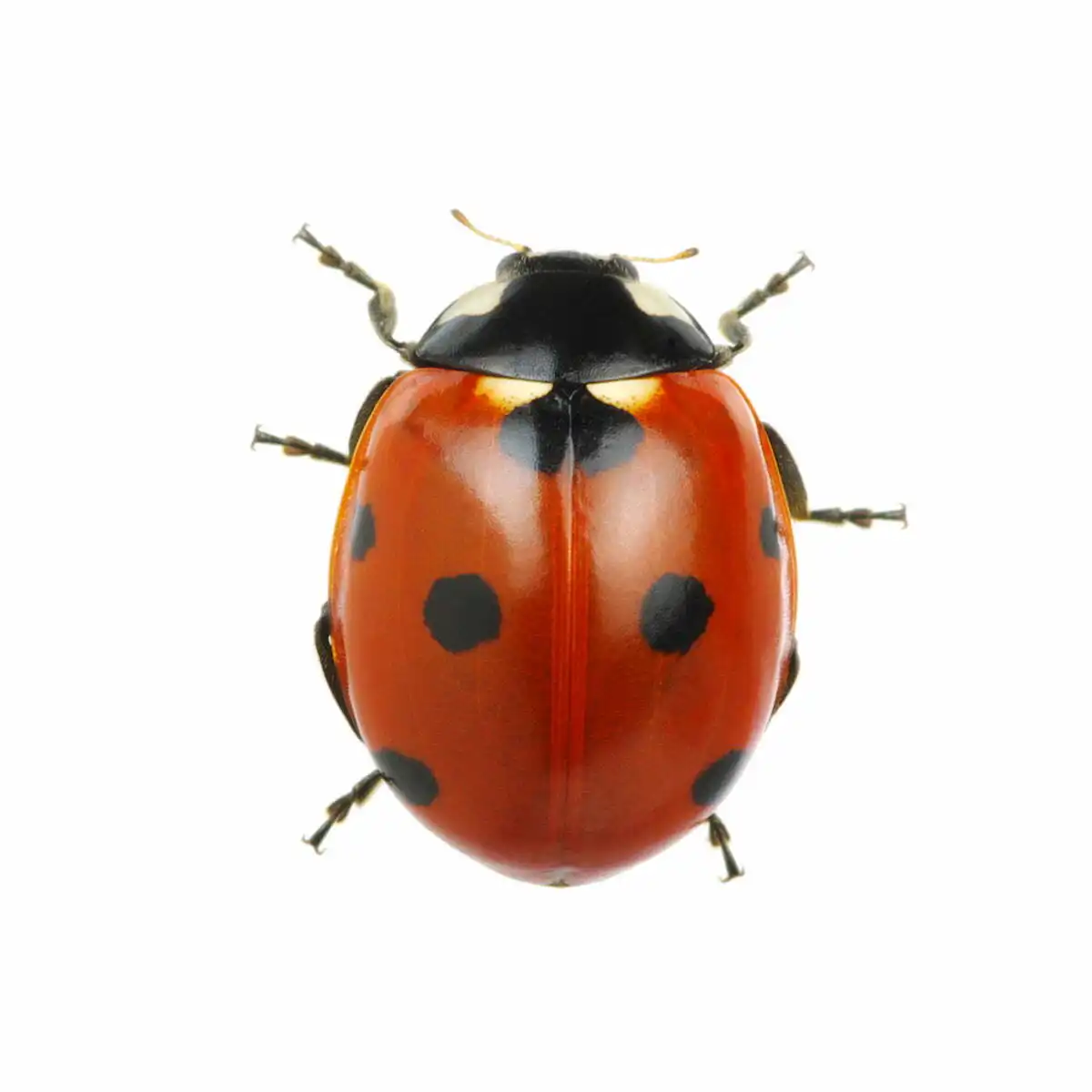 how-to-get-rid-of-asian-beetles
