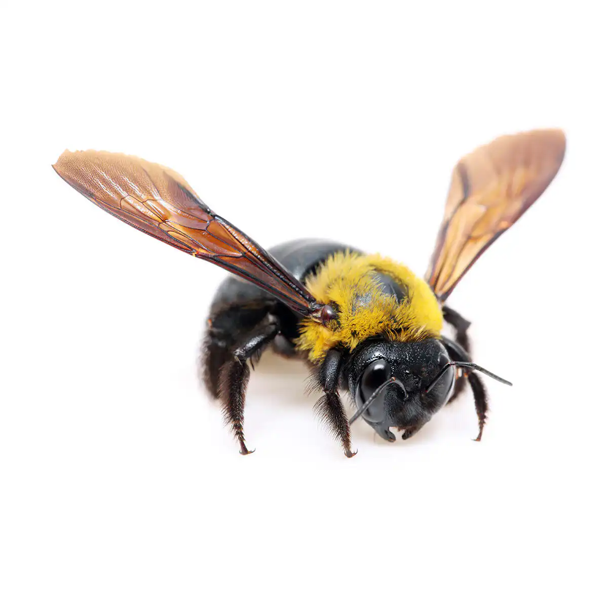 how to get rid of carpenter bees