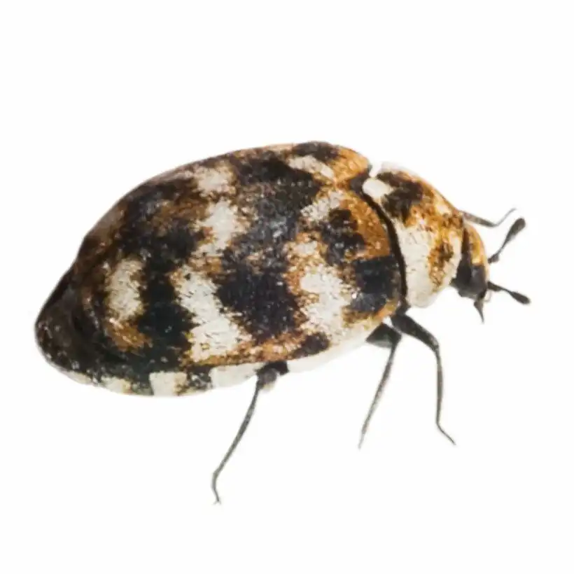 how to get rid of carpet beetles
