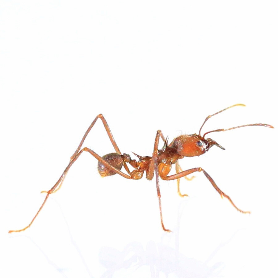 how-to-get-rid-of-fire-ants