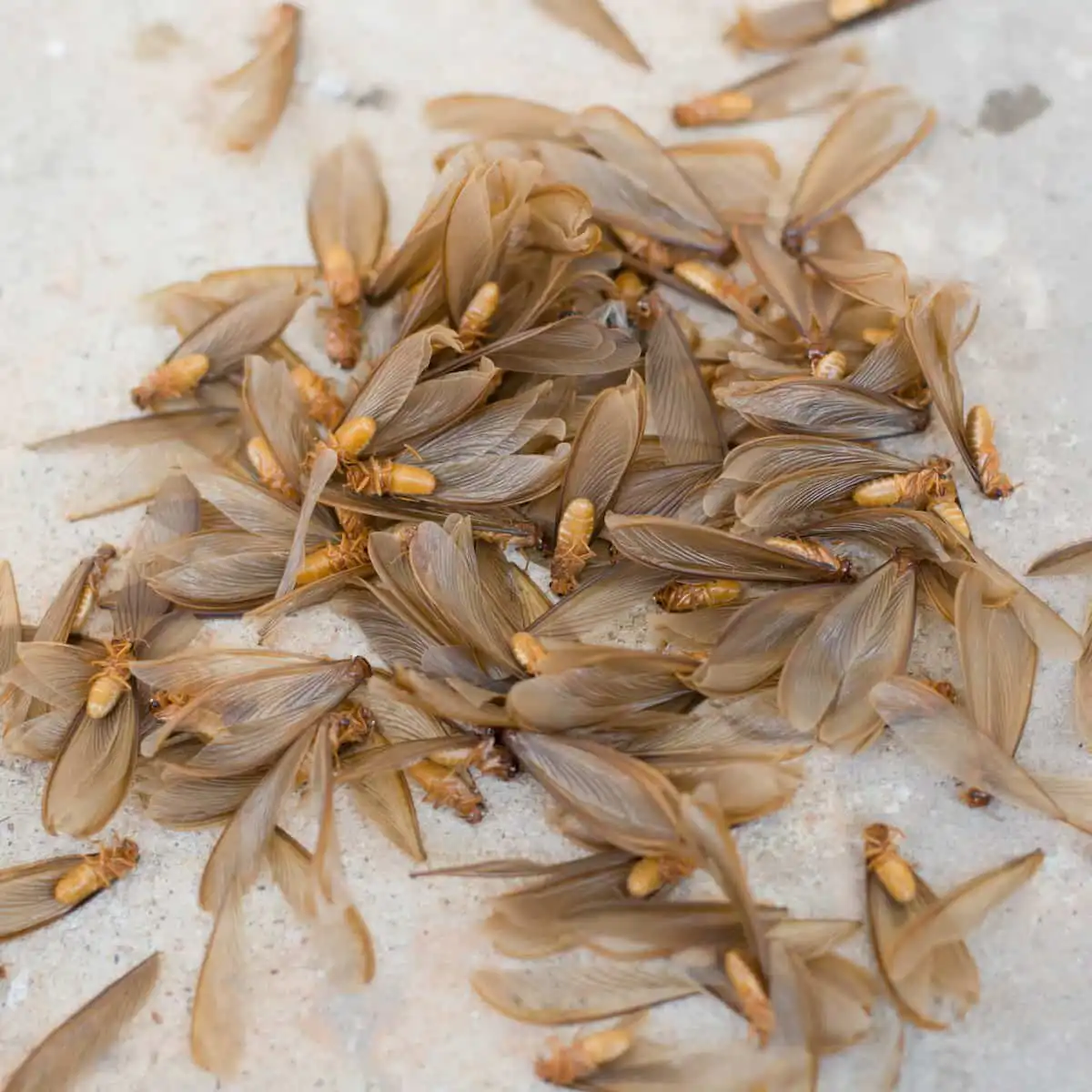 how to get rid of flying termites