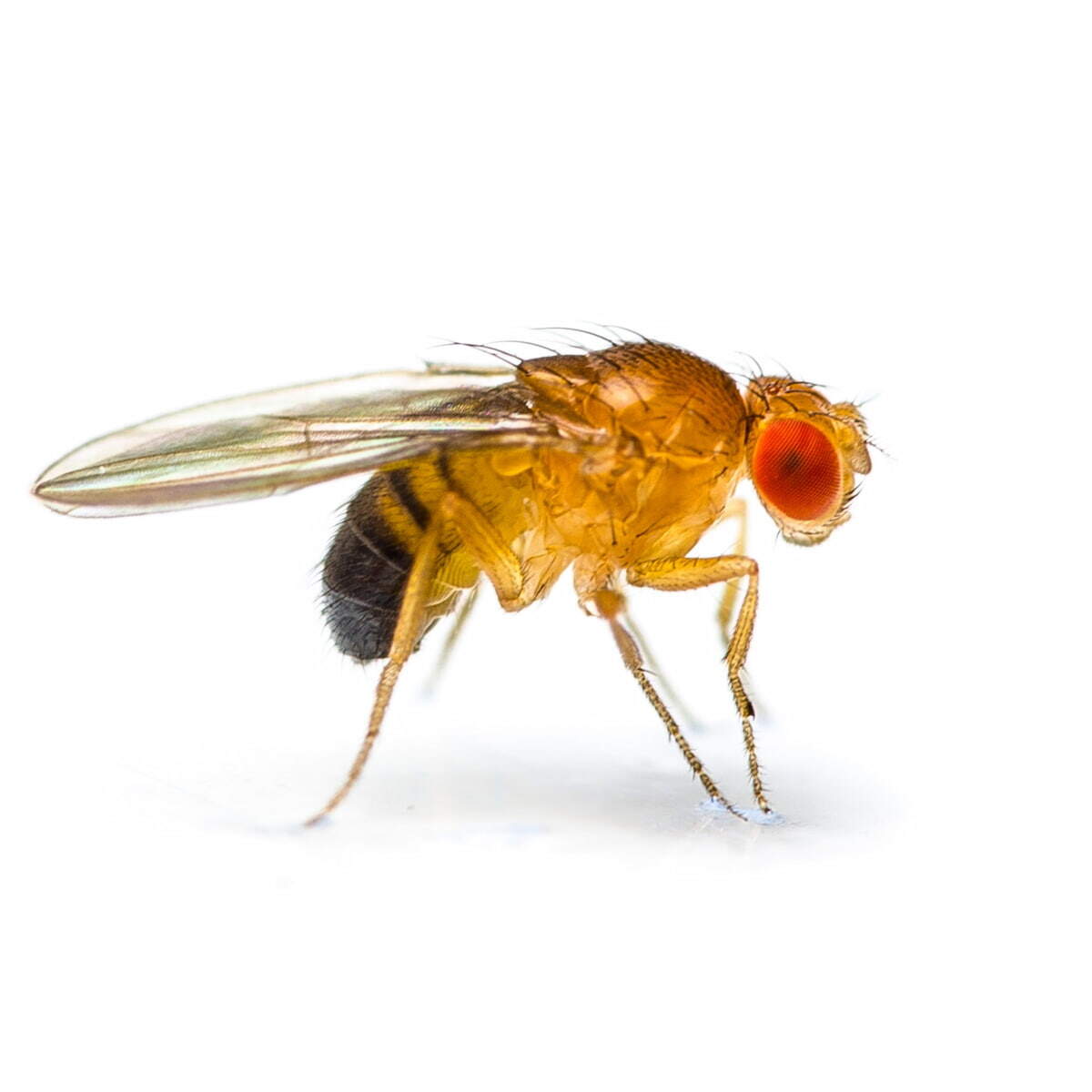 how-to-get-rid-of-fruit-flies