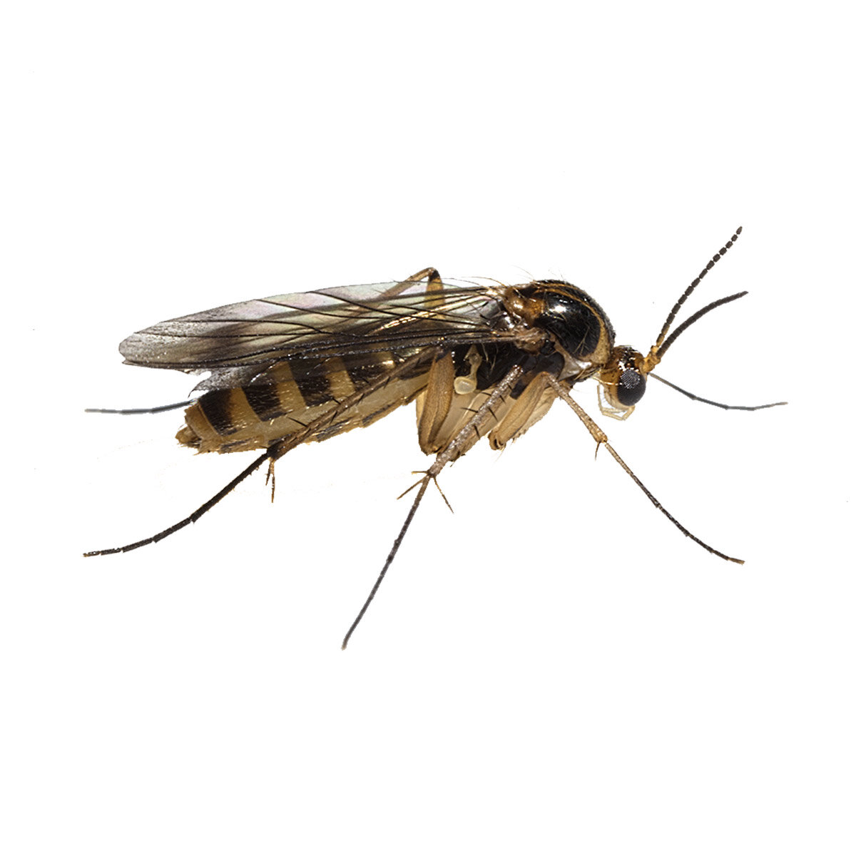 Fungus Gnat