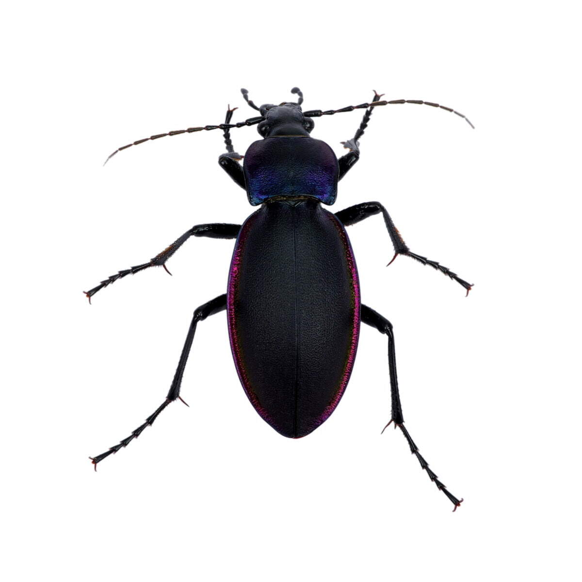 how-to-get-rid-of-ground-beetles