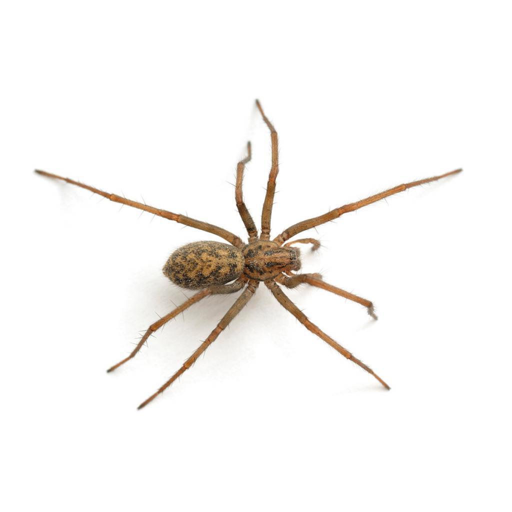 how-to-get-rid-of-house-spiders