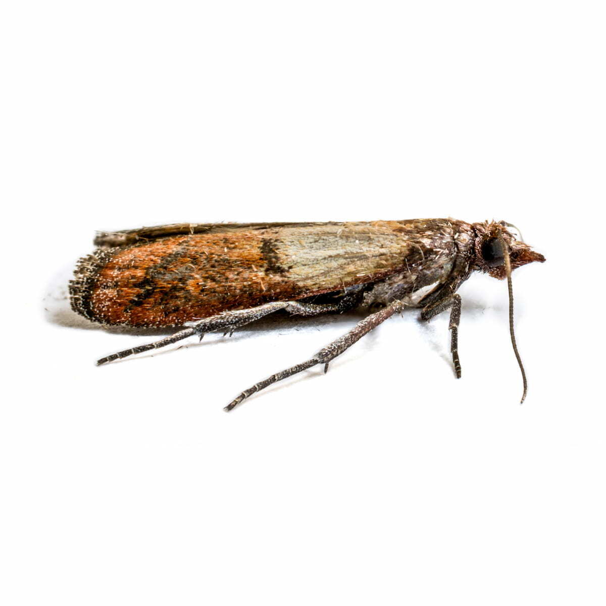 How To Get Rid Of Pantry Moths In Your Chester Springs Home