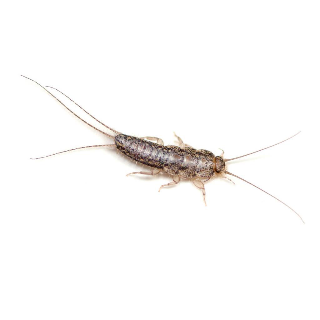 how-to-get-rid-of-silverfish