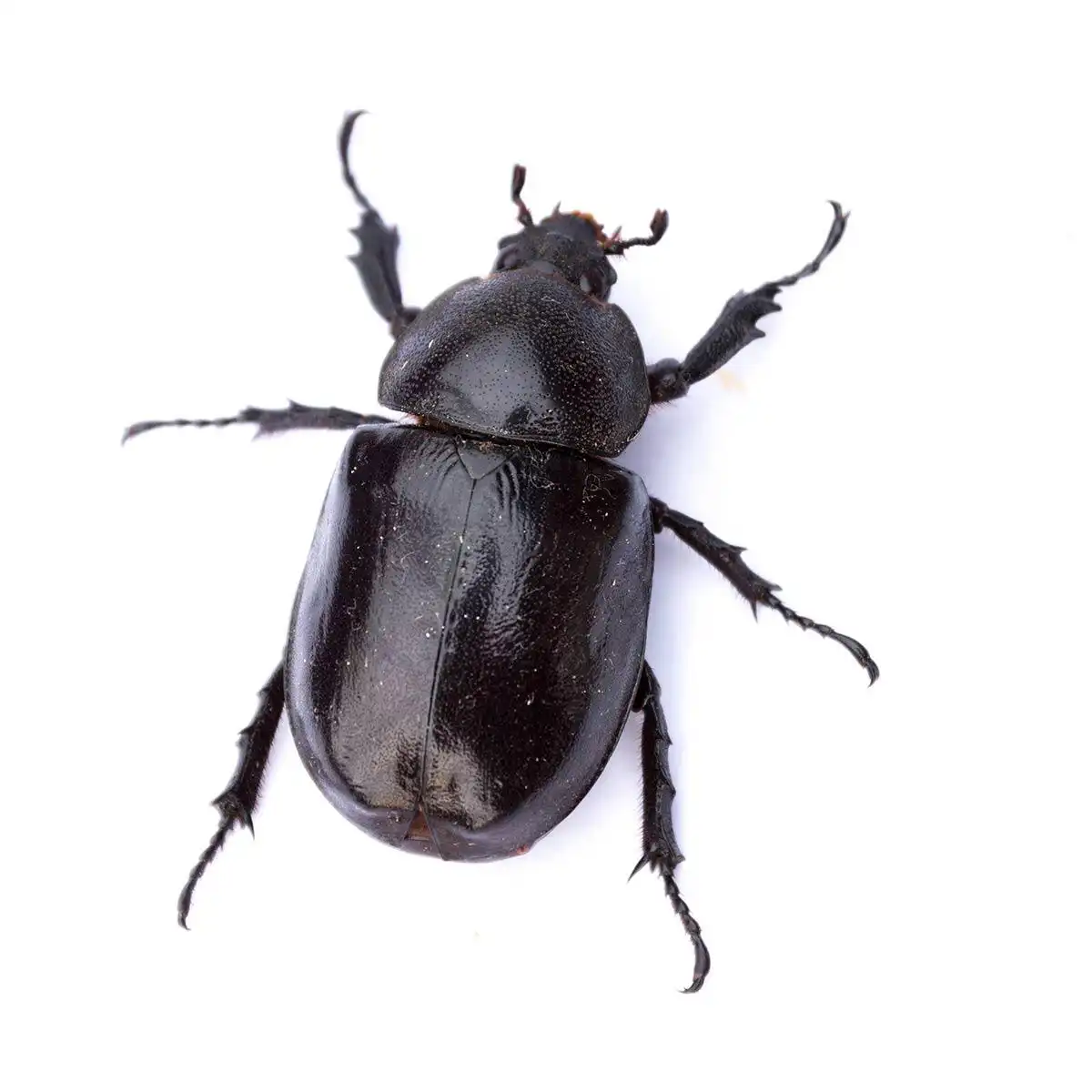 how-to-get-rid-of-stag-beetles