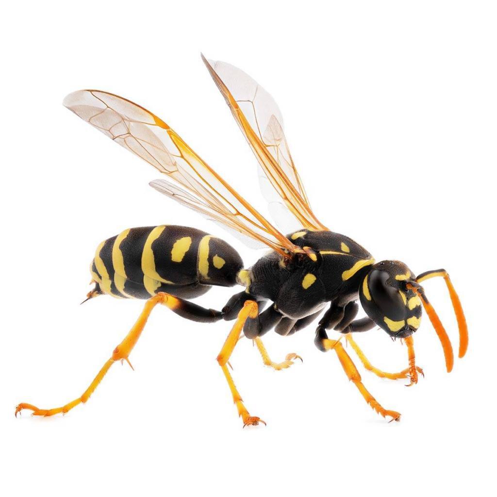 how-to-get-rid-of-wasps