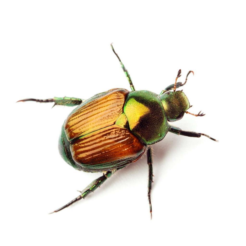 japanese-beetle-control