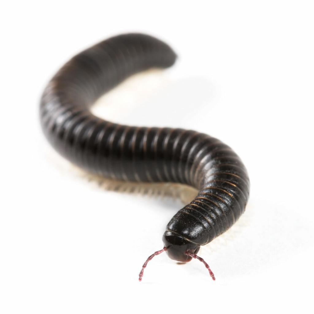 millipede-pest-control