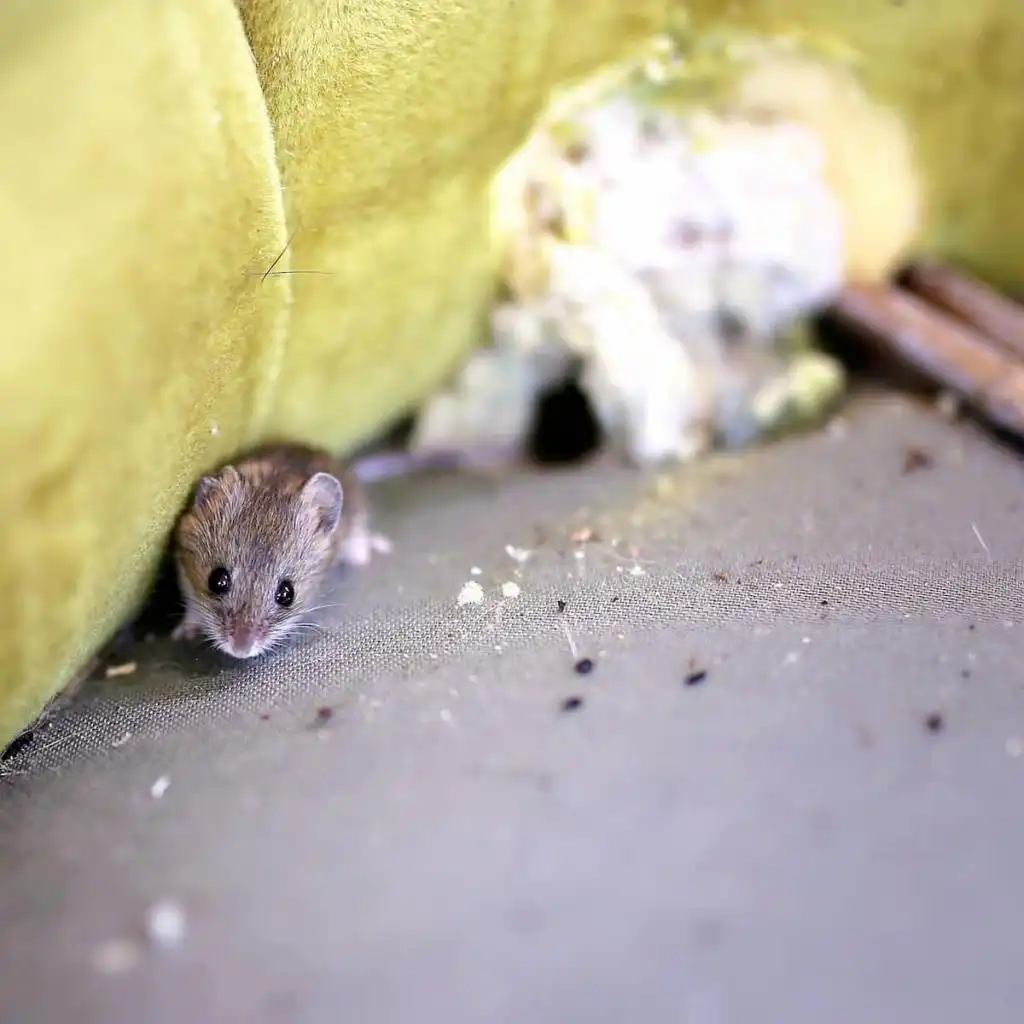 mouse droppings
