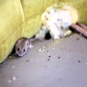 mouse-droppings