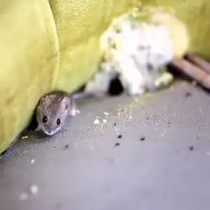mouse-droppings