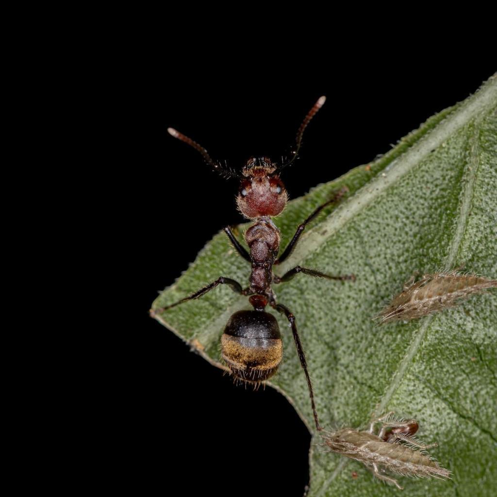 odorous-ants