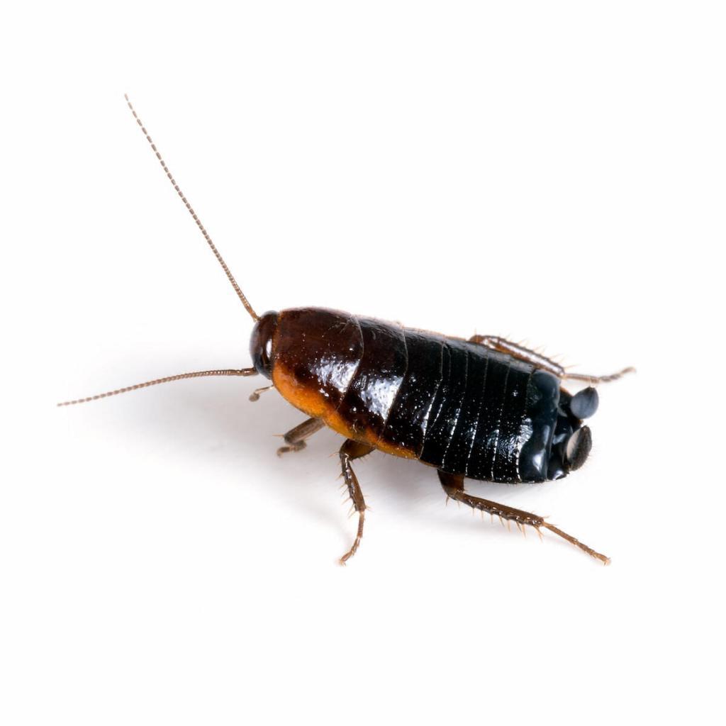 oriental-cockroach