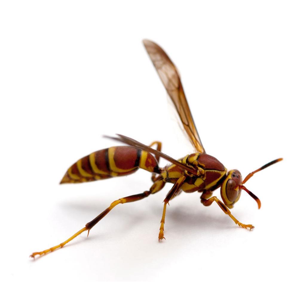 Paper Wasp