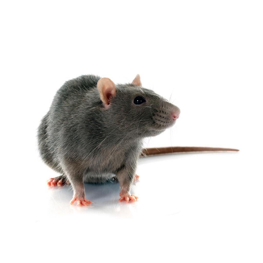 Pack Rat Identification & Info  American Pest Management - Pest Control  and Exterminator Services